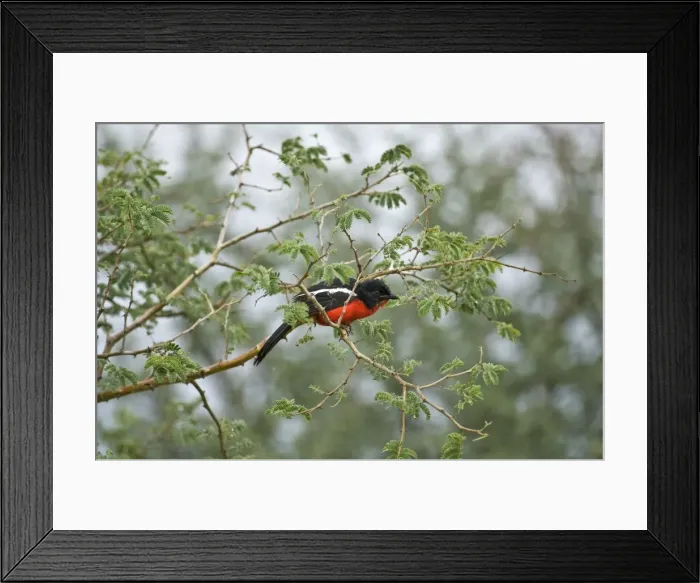 Framed Print : Crimson Boubou / Crimson Breasted Shrike - On branch of thorny shrub - Kalahari - Botswana Framed Print : Crimson Boubou / Crimson Breasted Shrike - On branch of thorny shrub - Kalahari - Botswana