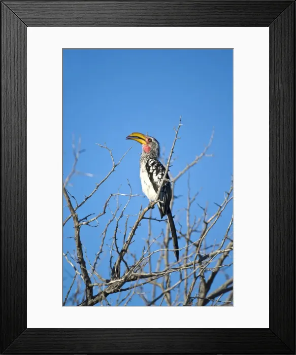 Framed Print : Yellow-billed Hornbill - Sitting on branch with beak open - Kalahari - Botswana Framed Print : Yellow-billed Hornbill - Sitting on branch with beak open - Kalahari - Botswana