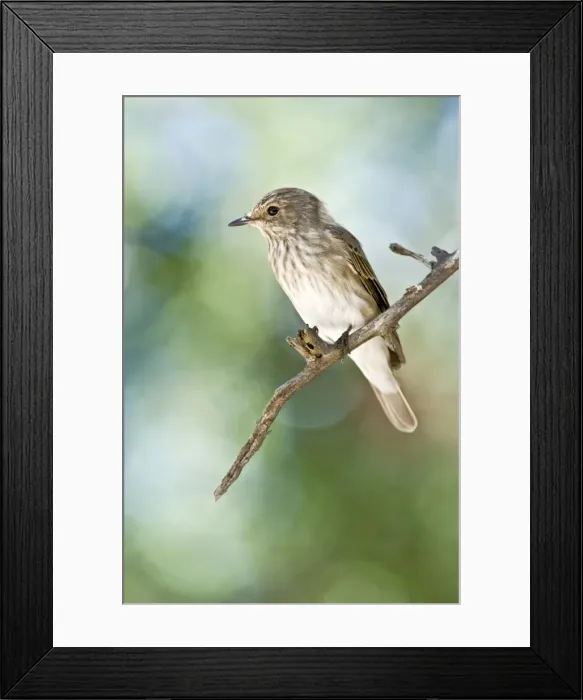 Framed Print : Spotted Flycatcher - Sitting on branch - Kalahari - Botswana Framed Print : Spotted Flycatcher - Sitting on branch - Kalahari - Botswana