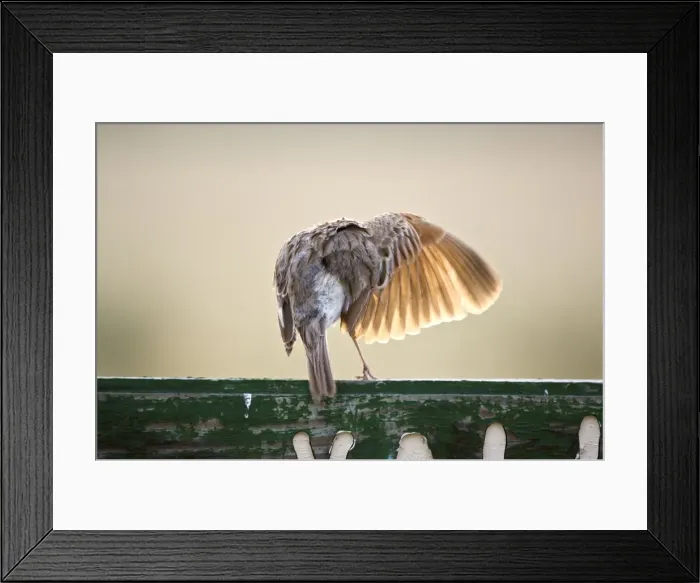 Framed Print : Rufous-naped Lark - Back view with wing extended and light showing through feathers - Kalahari - Botswana Framed Print : Rufous-naped Lark - Back view with wing extended and light showing through feathers - Kalahari - Botswana