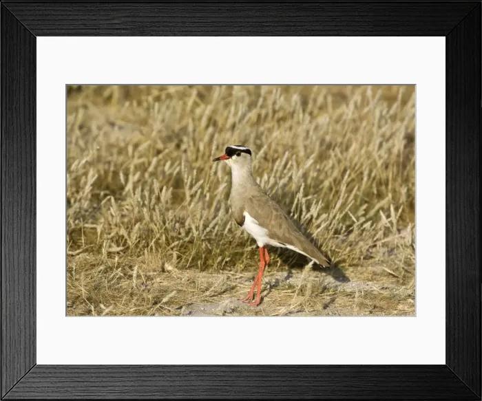 Framed Print : Crowned Plover - Standing - Kalahari - Botswana Framed Print : Crowned Plover - Standing - Kalahari - Botswana