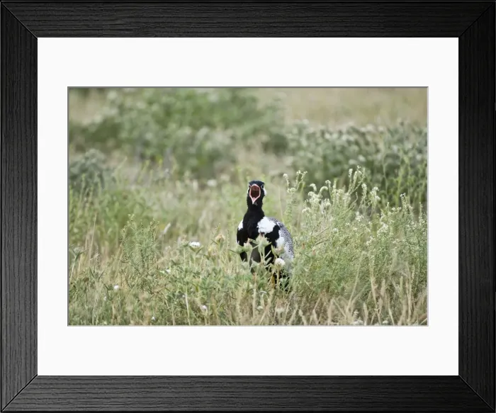 Framed Print : Black Korhaan - Male calling - Kalahari - Botswana Framed Print : Black Korhaan - Male calling - Kalahari - Botswana