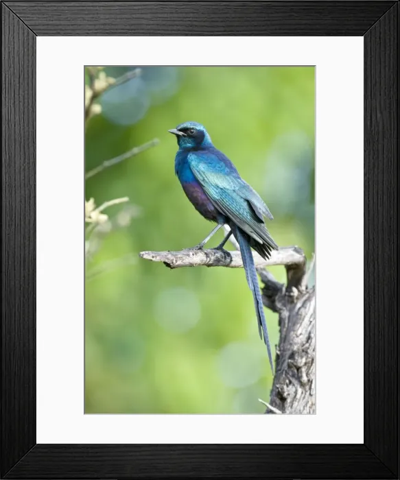 Framed Print : Meves's / Longtailed Glossy Starling - Sitting on dead branch - Okavango - Botswana Framed Print : Meves's / Longtailed Glossy Starling - Sitting on dead branch - Okavango - Botswana