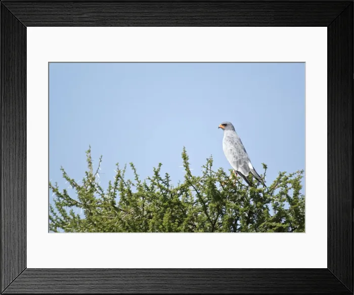 Framed Print : Pale Chanting Goshawk - Perched on tree - Kalahari - Botswana Framed Print : Pale Chanting Goshawk - Perched on tree - Kalahari - Botswana