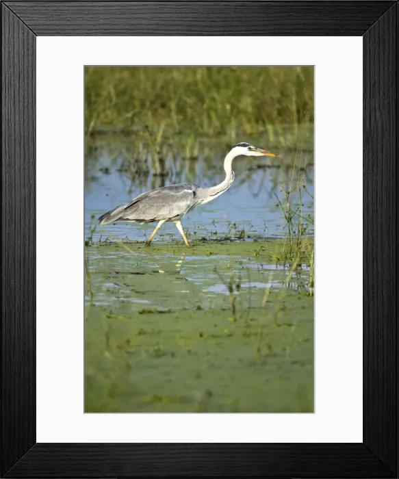 Framed Print : Grey Heron - Stalking prey - Okavango Delta - Botswana Framed Print : Grey Heron - Stalking prey - Okavango Delta - Botswana