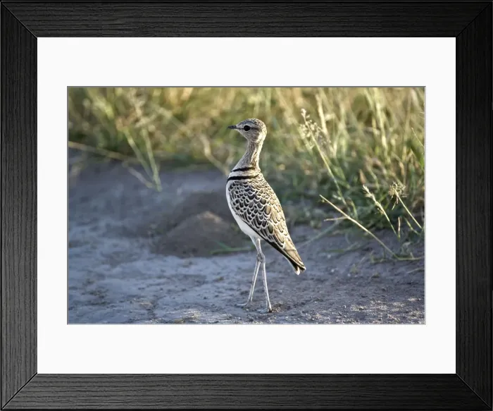 Framed Print : Doublebanded Courser - Close up standing in track - Kalahari - Botswana Framed Print : Doublebanded Courser - Close up standing in track - Kalahari - Botswana