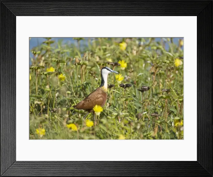 Framed Print : African Jacana - In thick vegetation - Okavango - Botswana Framed Print : African Jacana - In thick vegetation - Okavango - Botswana