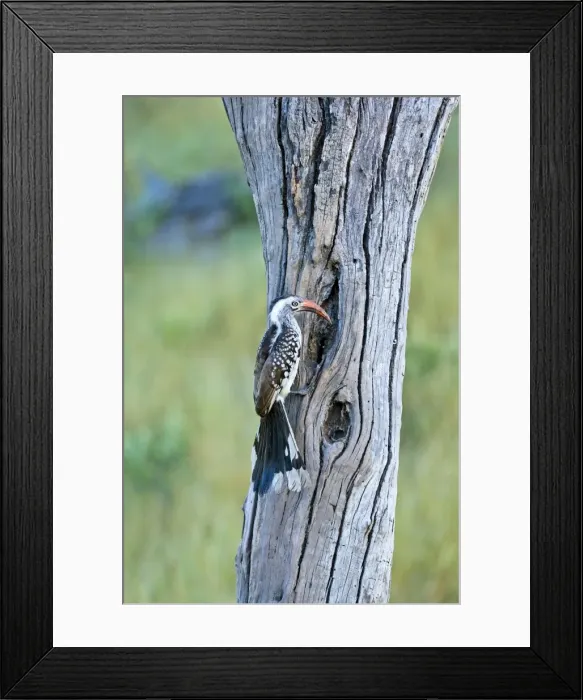 Framed Print : Red-billed Hornbill - At nest hole - Okavango - Botswana Framed Print : Red-billed Hornbill - At nest hole - Okavango - Botswana