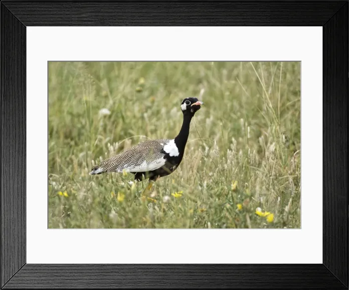 Framed Print : Black Korhaan - Male - Kalahari - Botswana Framed Print : Black Korhaan - Male - Kalahari - Botswana