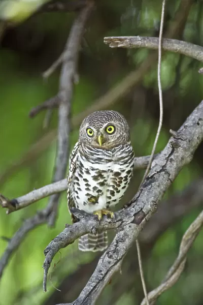 Barred Owl - Sitting on branch - Okavango Delta - Botswana