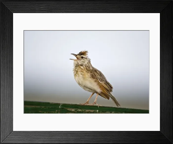 Framed Print : Rufous-naped Lark - Sitting on fence singing - Kalahari - Botswana Framed Print : Rufous-naped Lark - Sitting on fence singing - Kalahari - Botswana