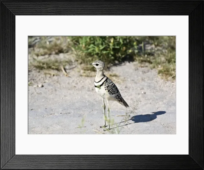 Framed Print : Doublebanded Courser - Standing - Kalahari - Botswana Framed Print : Doublebanded Courser - Standing - Kalahari - Botswana