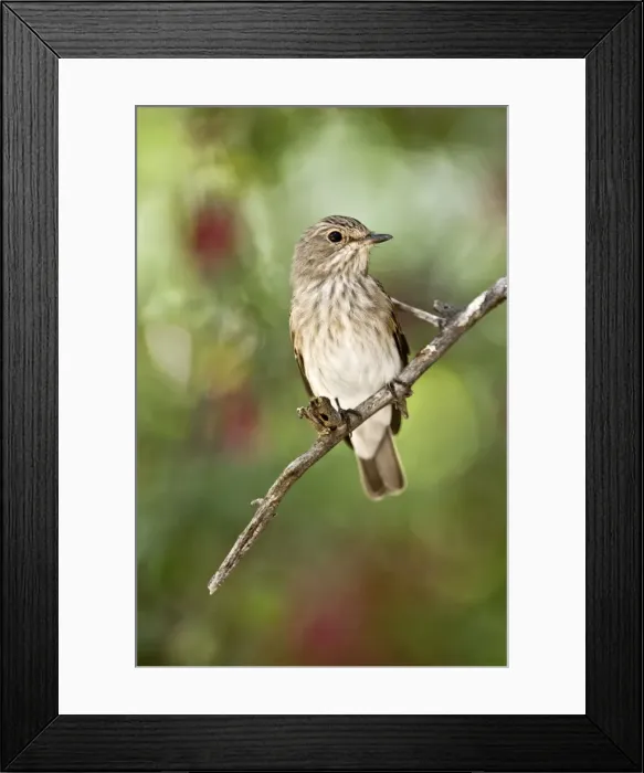 Framed Print : Spotted flycatcher - On branch - Kalahari - Botswana Framed Print : Spotted flycatcher - On branch - Kalahari - Botswana