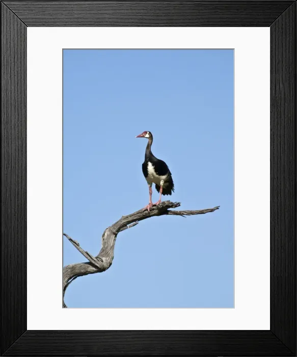 Framed Print : Spur-winged Goose - On dead branch - Okavango - Botswana Framed Print : Spur-winged Goose - On dead branch - Okavango - Botswana