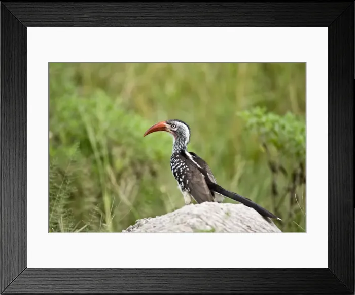 Framed Print : Red-billed Hornbill - On rock - Okavango - Botswana Framed Print : Red-billed Hornbill - On rock - Okavango - Botswana