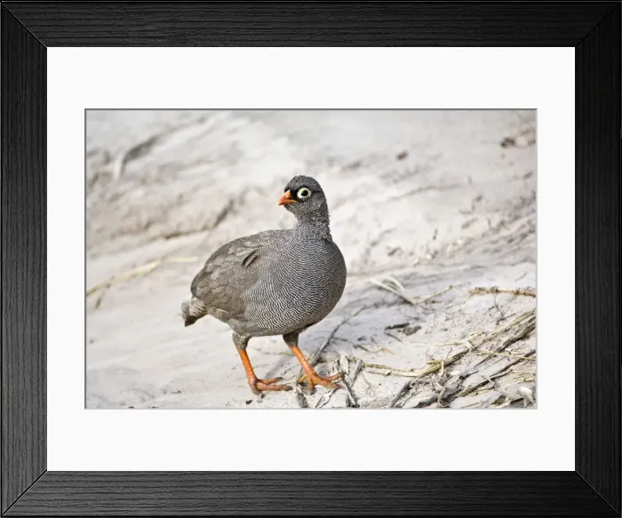 Framed Print : Red-billed Francolin - Standing on track - Okavango - Botswana Framed Print : Red-billed Francolin - Standing on track - Okavango - Botswana