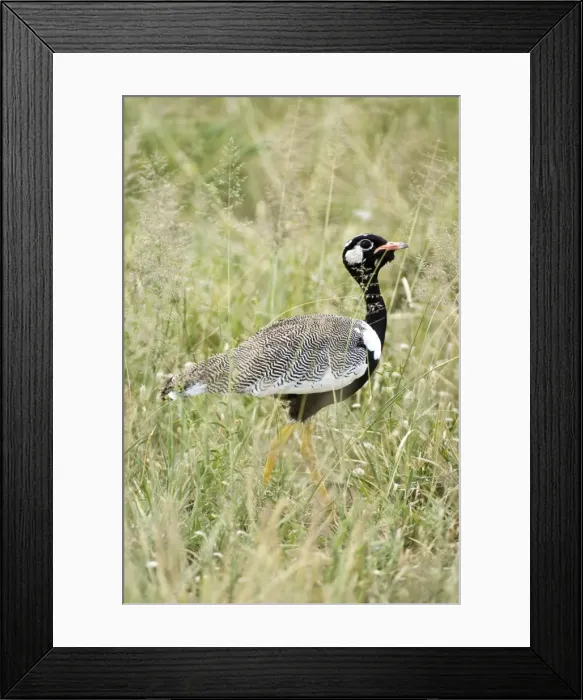 Framed Print : Black Korhaan - Male amongst grass - Kalahari - Botswana Framed Print : Black Korhaan - Male amongst grass - Kalahari - Botswana