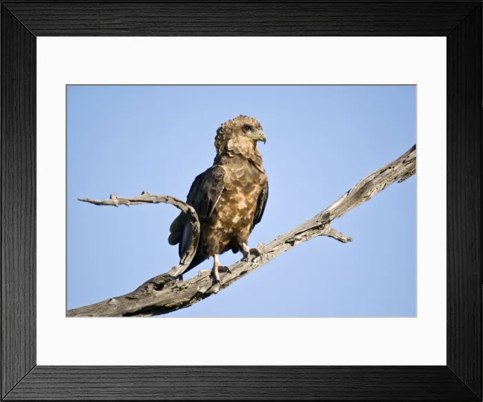 Framed Print : Bateleur - Close up of immature bird on dead branch - Okavango Delta - Botswana Framed Print : Bateleur - Close up of immature bird on dead branch - Okavango Delta - Botswana