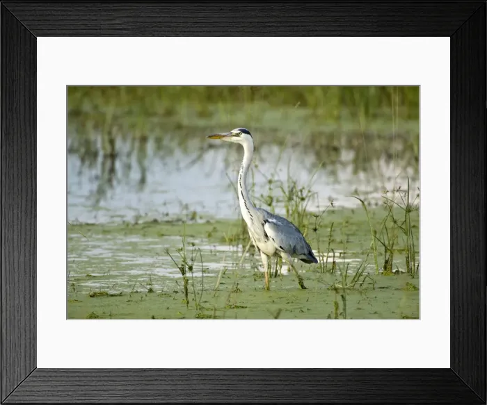 Framed Print : Grey Heron - Standing in water - Okavango Delta - Botswana Framed Print : Grey Heron - Standing in water - Okavango Delta - Botswana