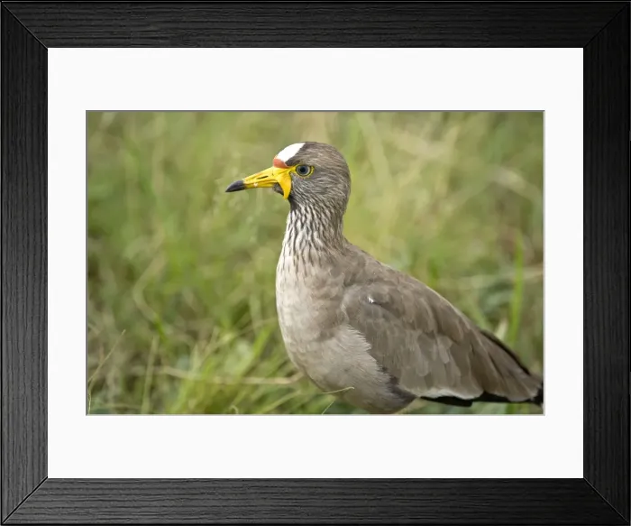 Framed Print : Wattled Plover - Close up - South Africa Framed Print : Wattled Plover - Close up - South Africa