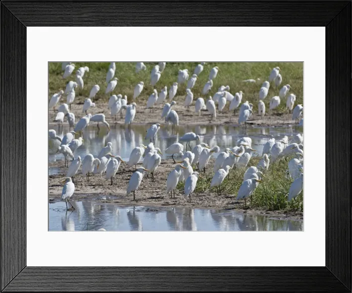 Framed Print : Cattle Egrets - Large group round edge of wetlands - Okavango Delta - Botswana Framed Print : Cattle Egrets - Large group round edge of wetlands - Okavango Delta - Botswana