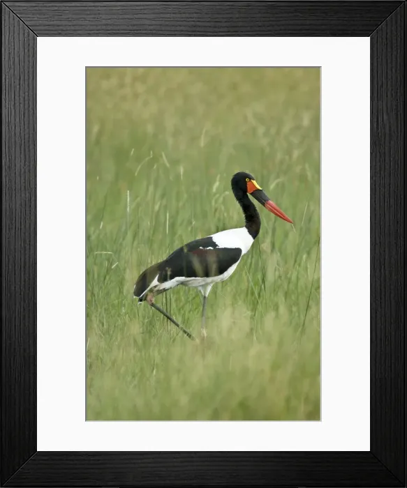 Framed Print : Saddlebilled Stork - With foot raised walking - Okavango Delta - Botswana Framed Print : Saddlebilled Stork - With foot raised walking - Okavango Delta - Botswana