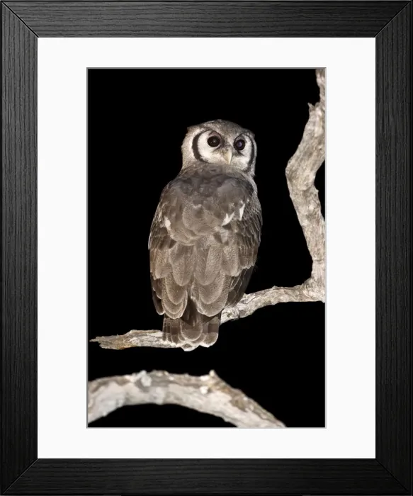 Framed Print : Giant Eagle Owl - Back view sitting on branch looking over shoulder - Okavango Delta - Botswana Framed Print : Giant Eagle Owl - Back view sitting on branch looking over shoulder - Okavango Delta - Botswana