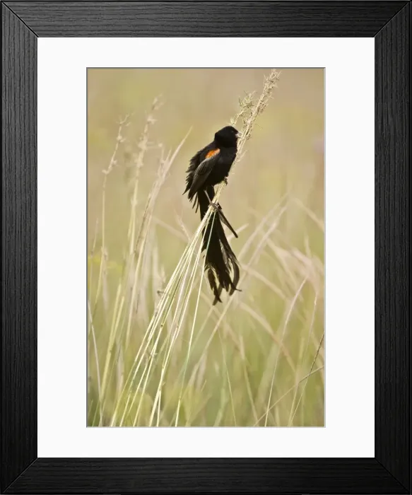 Framed Print : Longtailed Widow - Male bird perched on grass stems - South Africa Framed Print : Longtailed Widow - Male bird perched on grass stems - South Africa