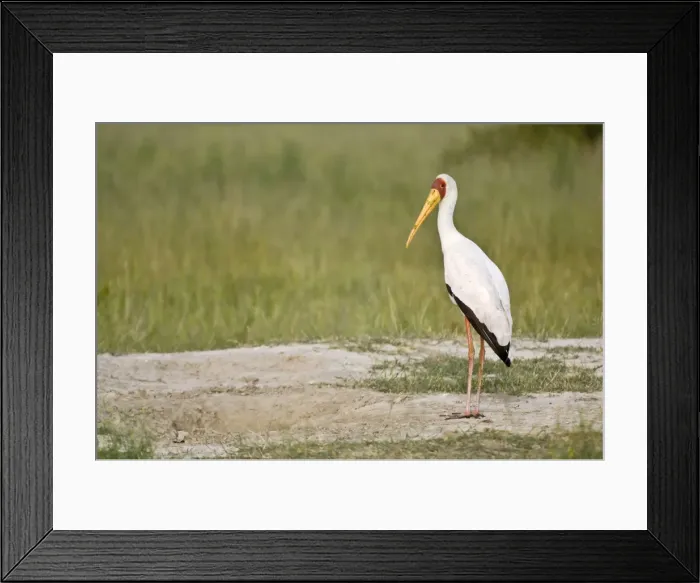 Framed Print : Yellow-billed Stork - Standing on bare ground - Okavango Delta - Botswana Framed Print : Yellow-billed Stork - Standing on bare ground - Okavango Delta - Botswana