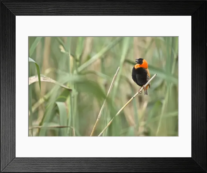 Framed Print : Red Bishop - Male bird singing - South Africa Framed Print : Red Bishop - Male bird singing - South Africa