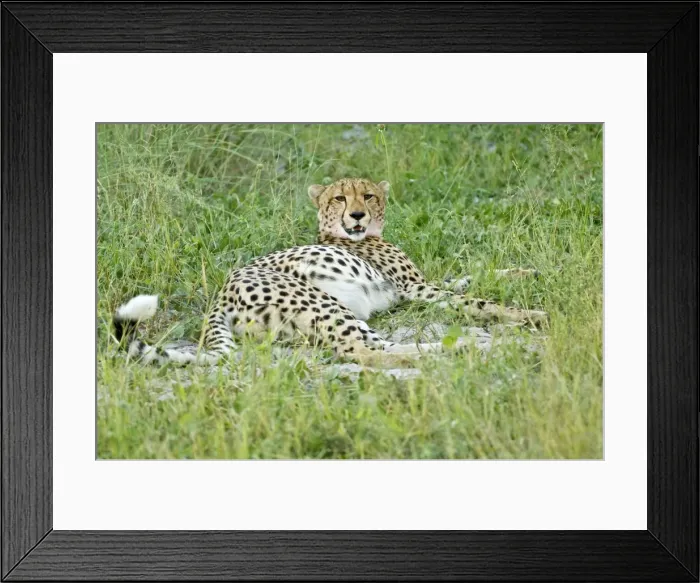 Framed Print : Cheetah - Lying down with full belly after eating impala - Okavango Delta - Botswana Framed Print : Cheetah - Lying down with full belly after eating impala - Okavango Delta - Botswana
