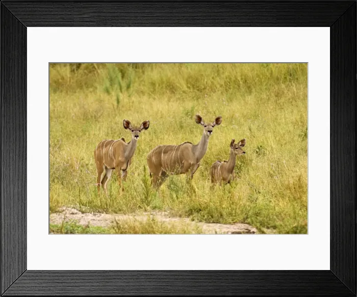 Framed Print : Greater Kudu - Two females with one young approaching water hole - Okavango - Botswana Framed Print : Greater Kudu - Two females with one young approaching water hole - Okavango - Botswana