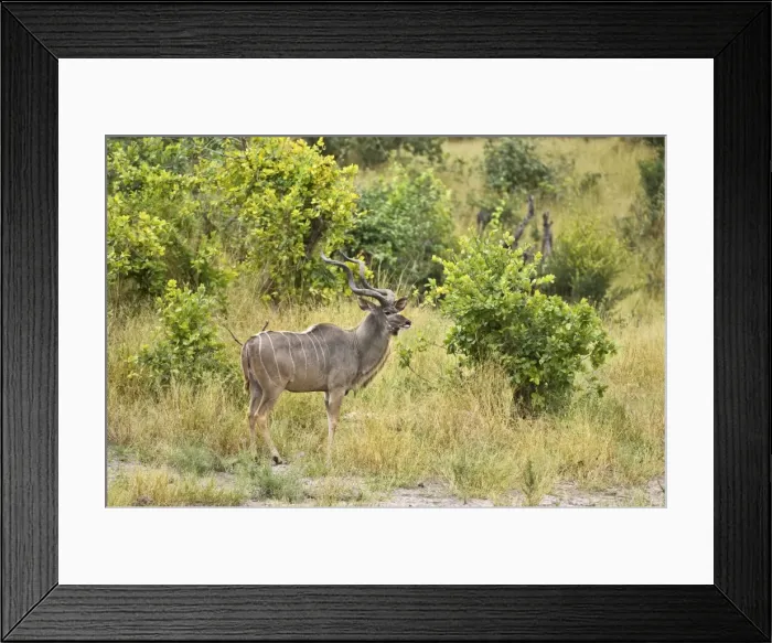 Framed Print : Greater Kudu - Male standing at edge of scrub - Okavango - Botswana Framed Print : Greater Kudu - Male standing at edge of scrub - Okavango - Botswana