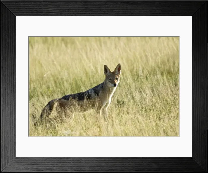 Framed Print : Black-backed Jackal - In long grass - Kalahari - Botswana Framed Print : Black-backed Jackal - In long grass - Kalahari - Botswana