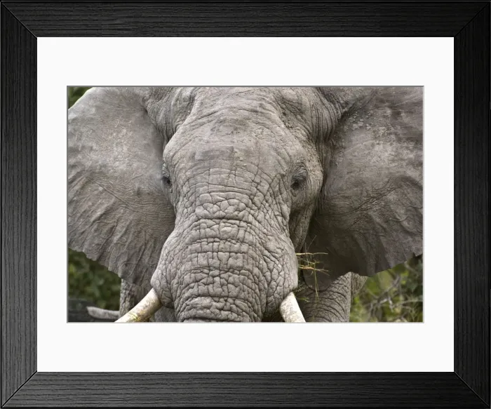 Framed Print : Elephant - Close up of head with food - Okavango - Botswana Framed Print : Elephant - Close up of head with food - Okavango - Botswana