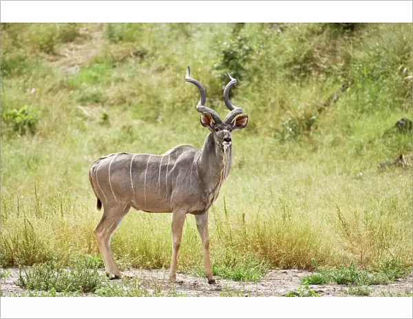 Greater Kudu - Male standing at approach to water hole - Okavango - Botswana