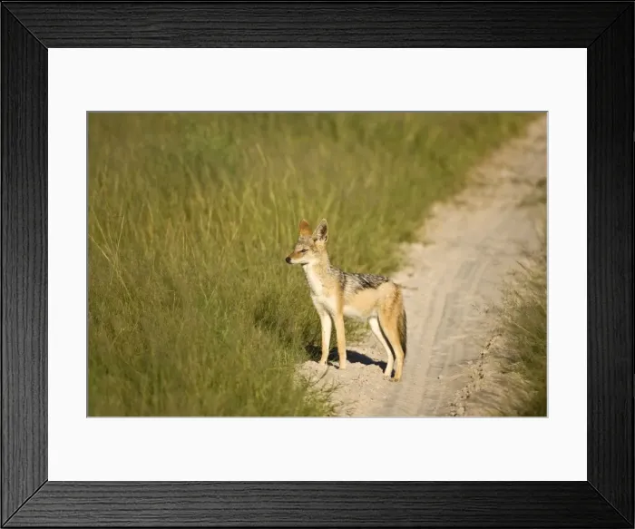 Framed Print : Black-backed Jackal - Standing at side of track - Okavango - Botswana Framed Print : Black-backed Jackal - Standing at side of track - Okavango - Botswana