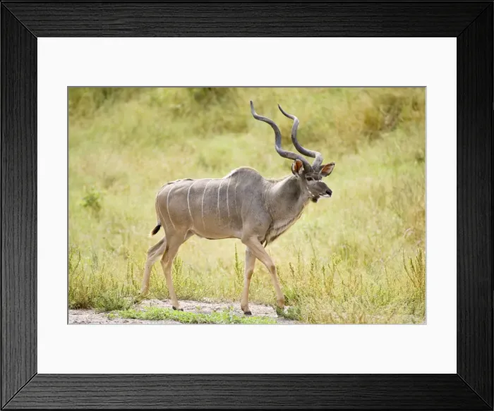 Framed Print : Greater Kudu - Male - Okavango Delta - Botswana Framed Print : Greater Kudu - Male - Okavango Delta - Botswana