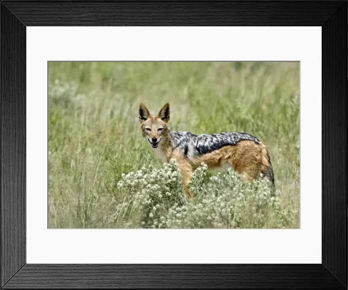 Framed Print : Black-backed Jackal - Amongst desert vegetation - Kalahari - Botswana Framed Print : Black-backed Jackal - Amongst desert vegetation - Kalahari - Botswana