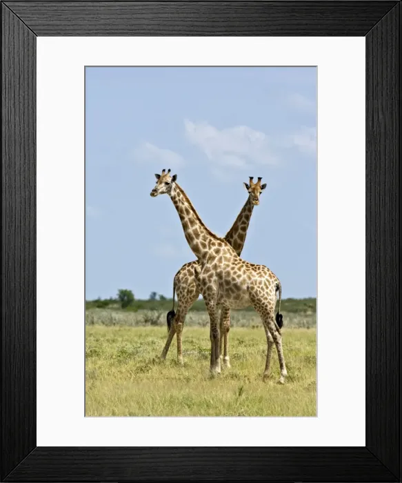 Framed Print : Giraffe - Pair standing - Kalahari - Botswana Framed Print : Giraffe - Pair standing - Kalahari - Botswana