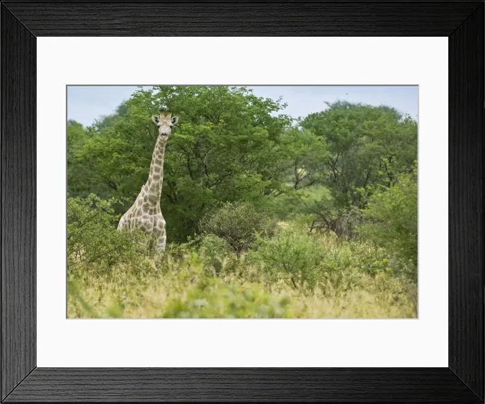 Framed Print : Giraffe - Head and neck showing above bushes - Kalahari - Botswana Framed Print : Giraffe - Head and neck showing above bushes - Kalahari - Botswana