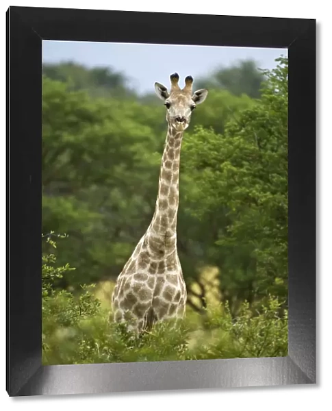 Giraffe - Head and neck showing above bushes - Kalahari - Botswana