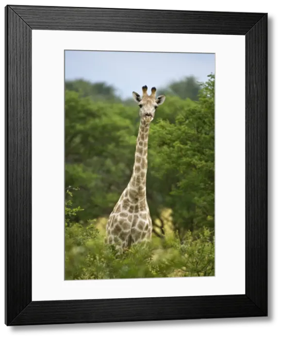 Framed Print : Giraffe - Head and neck showing above bushes - Kalahari - Botswana Framed Print : Giraffe - Head and neck showing above bushes - Kalahari - Botswana