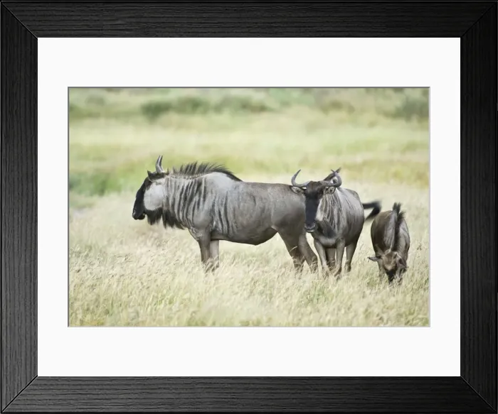 Framed Print : Wildebeest - group standing in long grass with one grazing - Kalahari - Botswana Framed Print : Wildebeest - group standing in long grass with one grazing - Kalahari - Botswana
