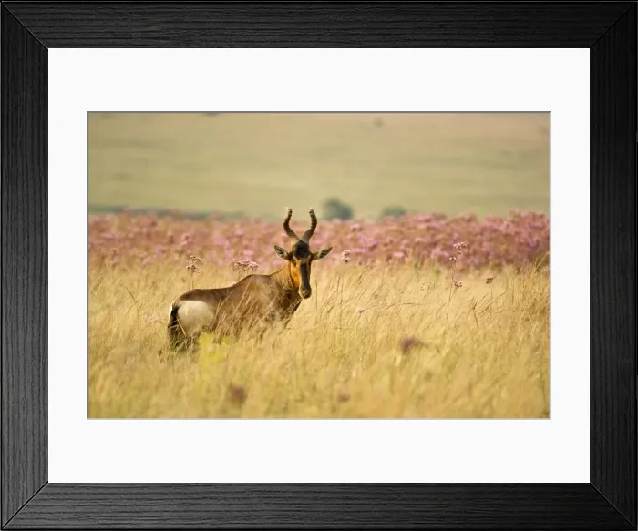 Framed Print : Kongoni / Red Hartebeest - South Africa Framed Print : Kongoni / Red Hartebeest - South Africa