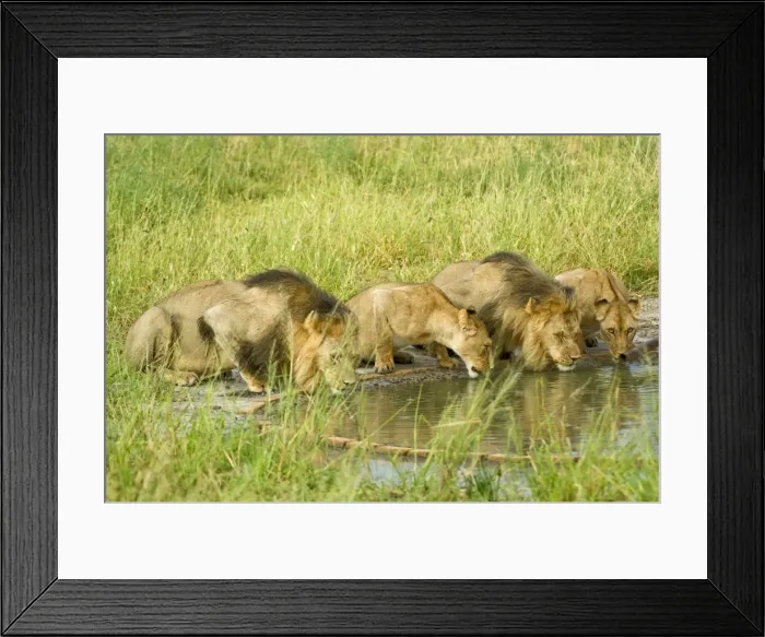 Framed Print : Pride of lions - drinking at artificial waterhole - Kalahari - Botswana Framed Print : Pride of lions - drinking at artificial waterhole - Kalahari - Botswana