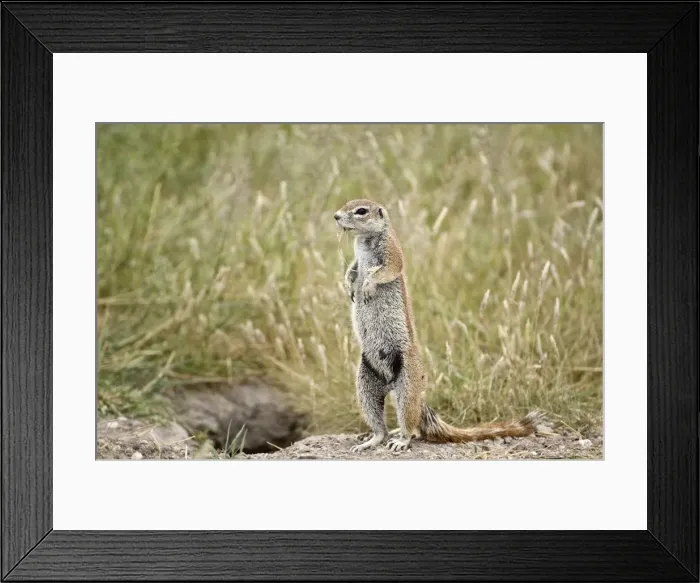 Framed Print : South African Ground Squirrel - standing looking left at entrance to burrow - Kalahari - Botswana Framed Print : South African Ground Squirrel - standing looking left at entrance to burrow - Kalahari - Botswana