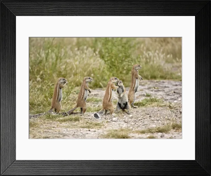 Framed Print : South African Ground Squirrel - group standing upright close to burrow - Kalahari - Botswana