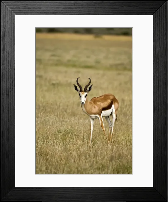Framed Print : Springbuck / Springbok - In short grass - Kalahari - Botswana Framed Print : Springbuck / Springbok - In short grass - Kalahari - Botswana