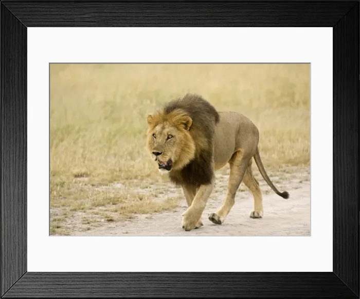 Framed Print : Lion - on road pusuing rival from territory - Kalahari - Botswana Framed Print : Lion - on road pusuing rival from territory - Kalahari - Botswana